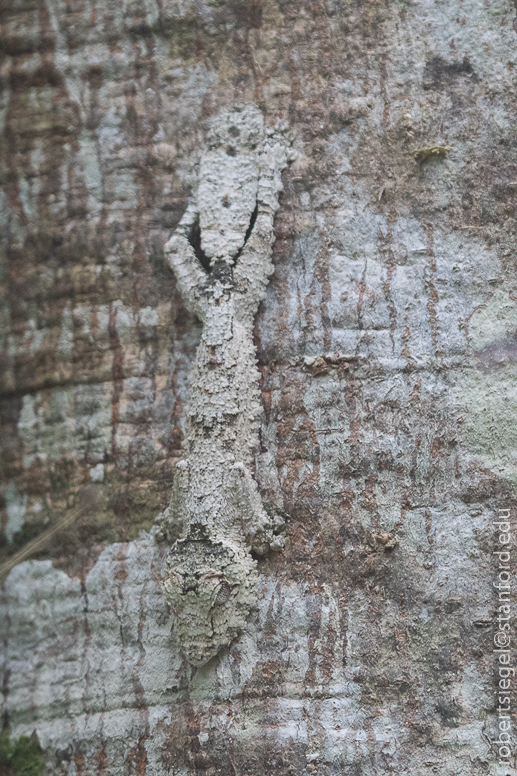 leaf-tailed gecko